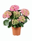 Hortensia en promo chez Lidl Troyes à 4,79 €