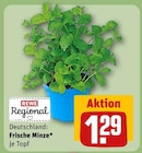 Aktuelle Pflanzen Angebote bei REWE in Hildesheim Aktuelles Frische Minze Angebot bei REWE in Hildesheim ab 1,29 €