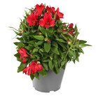 Truffaut Saint-Denis - Promo Alstroemeria Promo Alstroemeria à 14,99 € dans le catalogue Truffaut à Saint-Denis