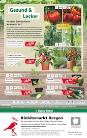 Tomaten im Kiebitzmarkt Prospekt in Celle Aktueller Kiebitzmarkt Prospekt mit Tomaten, "Mai-Feiertage", Seite 12