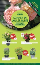 ROSENGUT Langerwisch Prospekt für Potsdam: "SOMMER IN VOLLER BLÜTE", 4 Seiten, 01.07.2026 - 31.07.2026