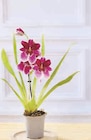 Orchidée 1 Tige - Super U à Toulon Orchidée 1 Tige en promo chez Super U Toulon à 5,99 €