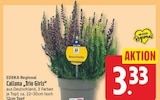 Calluna „Trio Girls“ von EDEKA Regional im aktuellen EDEKA Prospekt