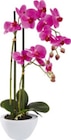 Kunstpflanze "ORCHIDEE" im Angebot bei mömax in Nürnberg Kunstpflanze "ORCHIDEE" Angebote bei mömax Nürnberg für 14,99 €