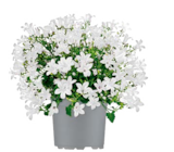 Glockenblume Angebote bei toom Baumarkt Mülheim für 2,99 €