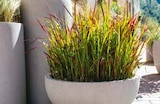 Japanisches Blutgras bei BayWa Bau- und Gartenmärkte im Prospekt "" für 15,49 €
