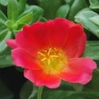 Pourpier à fleurs simples - Le pot de 3 litres à Botanic dans Démouville Pourpier à fleurs simples - Le pot de 3 litres à Botanic dans Démouville