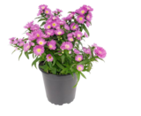 Glattblatt-Aster für 1,59 € bei Penny im Angebot Glattblatt-Aster im aktuellen Penny Prospekt