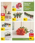Plantes Plantes