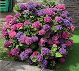 Hortensia Macrophylla en promo chez Hyper U Béziers à 13,99 €