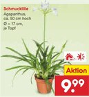 Schmucklilie im Netto Marken-Discount Prospekt Schmucklilie im aktuellen Netto Marken-Discount Prospekt für 9,99 €