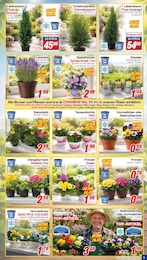 Stiefmütterchen Angebot im aktuellen CENTERSHOP Prospekt auf Seite 3