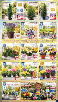 Thuja im CENTERSHOP Prospekt "Da geht was." mit 20 Seiten (Duisburg)