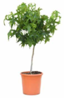 Liquidambar styraciflua Gumball bei OBI im Biedenkopf Prospekt für 69,99 €