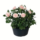 Rosier en coupe - Lidl Rosier en coupe à 5,89 € dans le catalogue Lidl