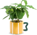 Grünpflanze Angebote bei Netto Marken-Discount Pirna für 2,99 €