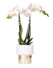 Orchidée en promo chez Carrefour Neuilly-sur-Seine à 10,99 €