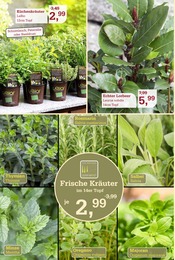 Salbei im Garten-Center Nordharz GmbH & Co. KG Prospekt in Salzgitter Aktueller Garten-Center Nordharz GmbH & Co. KG Prospekt mit Salbei, "Frühling pflanzen. Ostern genießen.", Seite 4