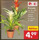 Aktuelles Bromelie Angebot bei Netto Marken-Discount in Bochum ab 4,99 €