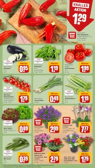 Orchidee im aktuellen REWE Prospekt (Duisburg) Orchidee im REWE Prospekt "Dein Markt" mit 26 Seiten (Duisburg)