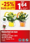 Kalanchoé en vase à Lidl dans Saint-Pierre-du-Chemin