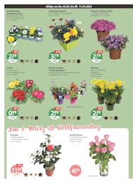 V-Markt Hornveilchen im Prospekt V-Markt Hornveilchen im Prospekt