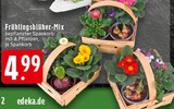 Frühlingsblüher-Mix Angebote bei EDEKA Rheine für 4,99 €