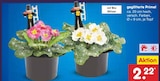 Aktuelles geglitterte Primel Angebot bei Netto Marken-Discount in Chemnitz ab 2,22 €