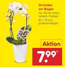 Orchidee am Bogen bei Netto Marken-Discount im Rosenheim Prospekt für 7,99 €