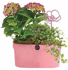 Aktuelles Hortensien-Arrangement Angebot bei Dehner Garten-Center in Bottrop ab 27,99 €