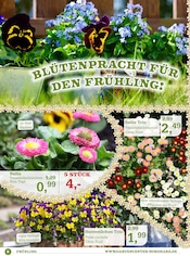 Ähnliche Angebote wie Fleischfressende Pflanzen im Prospekt "ES DUFTET NACH FRÜHLING!" auf Seite 2 von Garten-Center Nordharz GmbH & Co. KG in Hildesheim