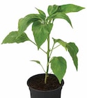PEPERONI ‘PIMIENTOS‘ im Angebot bei Dehner Garten-Center in Erlangen PEPERONI ‘PIMIENTOS‘ Angebote bei Dehner Garten-Center Erlangen für 3,49 €