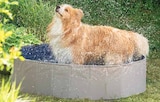 Hundepool im Dehner Garten-Center Prospekt Hundepool 'Waterfun' im aktuellen Dehner Garten-Center Prospekt für 39,99 €