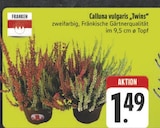 Calluna vulgaris „Twins“ bei E center im Rödental Prospekt für 1,49 €