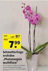 Schmetterlingsorchidee „Phalaenopsis multiflora“ von  im aktuellen Hagebaumarkt Prospekt für 7,99 €