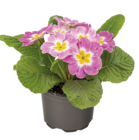 Primel Mix im aktuellen Netto mit dem Scottie Prospekt