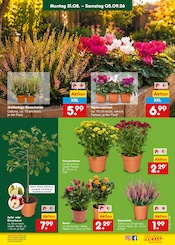 Aktueller Netto Marken-Discount Prospekt mit Blumen, "Aktuelle Angebote", Seite 15