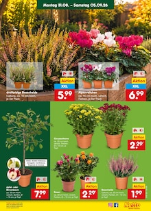 Zimmerpflanzen im Netto Marken-Discount Prospekt "Aktuelle Angebote" mit 70 Seiten (Duisburg)