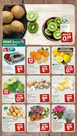 Blumen im nahkauf Prospekt in Sankt Augustin Aktueller nahkauf Prospekt mit Blumen, "nichts liegt näher", Seite 4