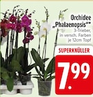 Orchidee "Phalaenopsis" bei EDEKA im Holzkirchen Prospekt für 7,99 €