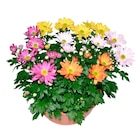 Coupe de chrysanthème en promo chez Carrefour Saint-Cloud à 3,99 €