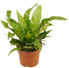 Purpurglöckchen im Angebot bei REWE in Ludwigshafen Purpurglöckchen Angebote von REWE Beste Wahl bei REWE Ludwigshafen für 3,33 €