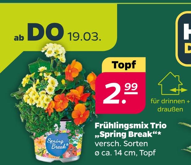 Frühlingsmix Trio „Spring Break“
