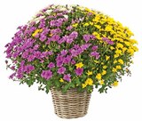 Chrysantheme Trio im Angebot bei Dehner Garten-Center in Mainz Chrysantheme Trio Angebote bei Dehner Garten-Center Mainz für 8,99 €