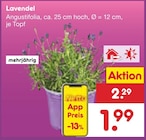 Lavendel Angebote bei Netto Marken-Discount Görlitz für 1,99 €