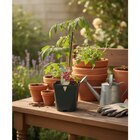 Plant potager greffé en promo chez Carrefour Versailles à 5,99 €