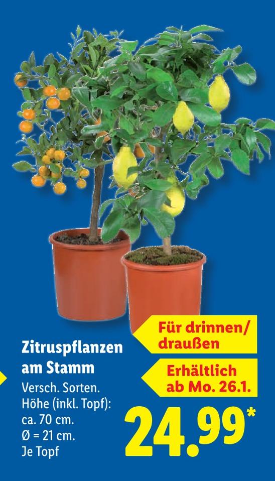 Zitruspflanzen am Stamm