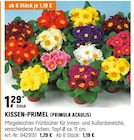 Kissen-Primel (primula Acaulis) Angebote bei OBI Heidelberg für 1,19 €