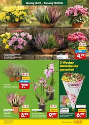 Blumen im Netto Marken-Discount Prospekt in Mettmann Aktueller Netto Marken-Discount Prospekt mit Blumen, "Aktuelle Angebote", Seite 23