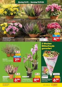Zimmerpflanzen im aktuellen Netto Marken-Discount Prospekt (Duisburg) Zimmerpflanzen im Netto Marken-Discount Prospekt "Aktuelle Angebote" mit 71 Seiten (Duisburg)